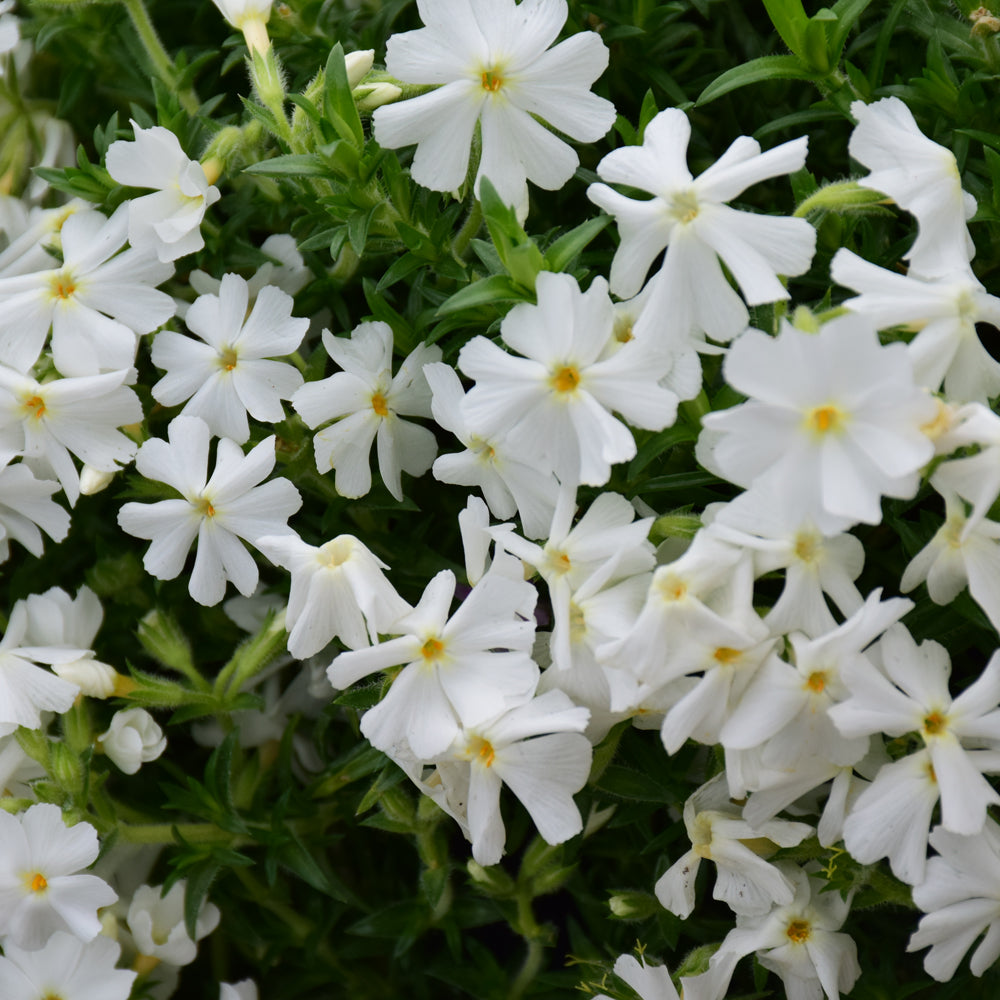 Phlox subulata 'Early Spring White'