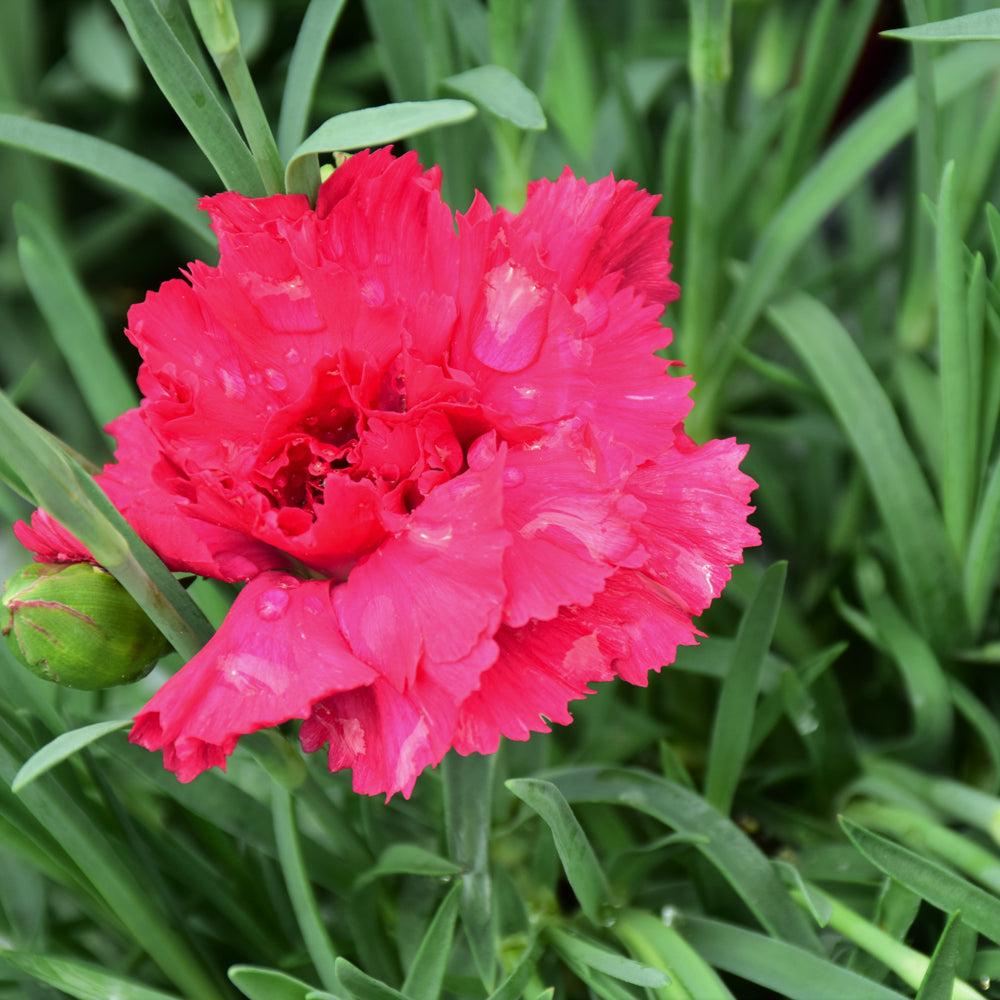 Dianthus 'Cranberry Cocktail'