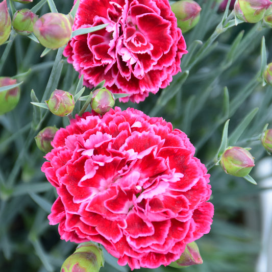 Dianthus 'Cherry Vanilla'