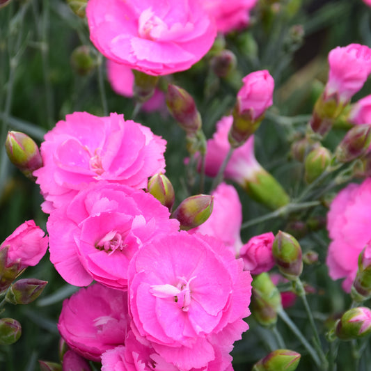 Dianthus 'Sweetie Pie'