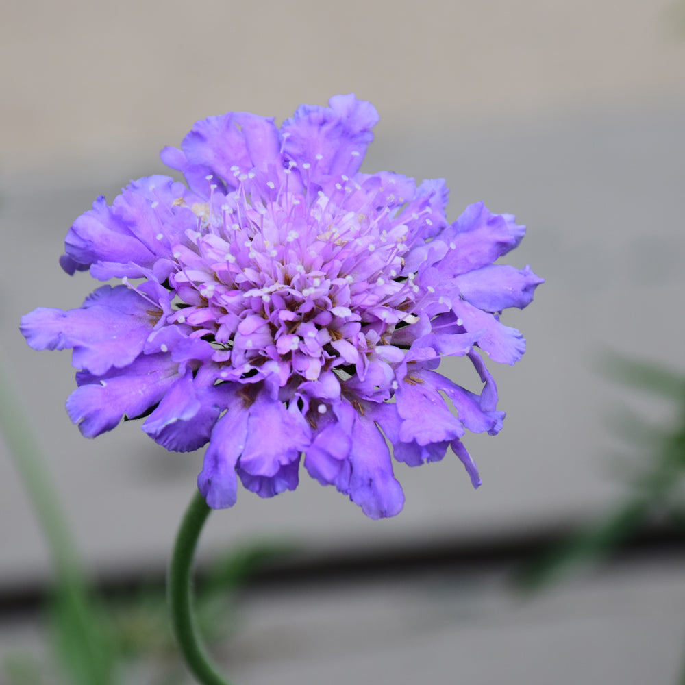 Scabiosa 'Butterfly Blue'