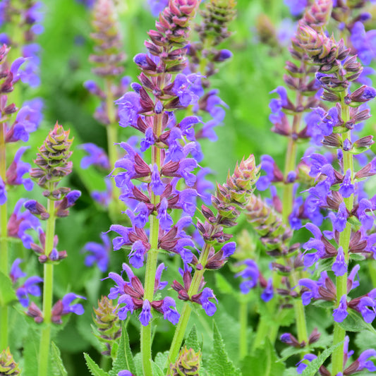 Salvia nemorosa 'DSALRS203'