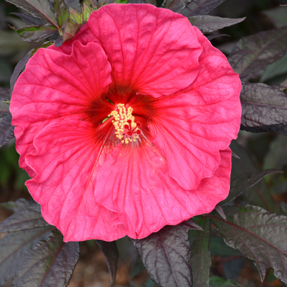 Hibiscus 'Evening Rose'