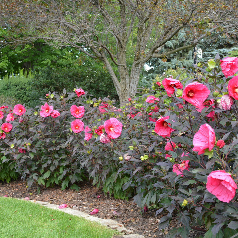 Summerific® Evening Rose Hibiscus