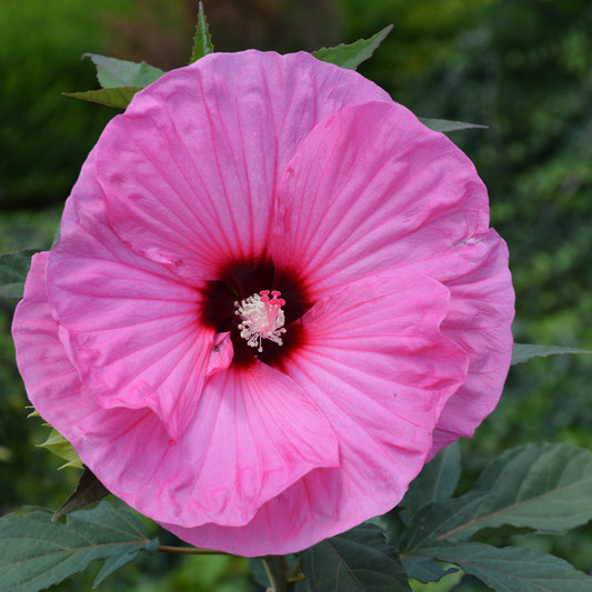 Hibiscus 'Candy Crush'