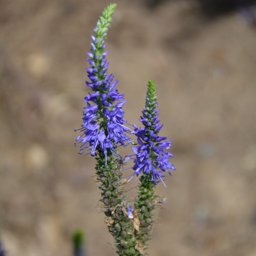 Magic Show® Wizard of Ahhs Speedwell