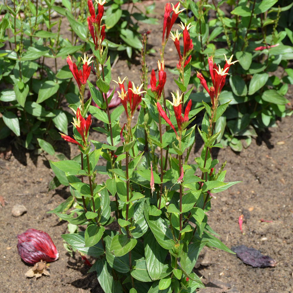 Little Redhead Indian Pink