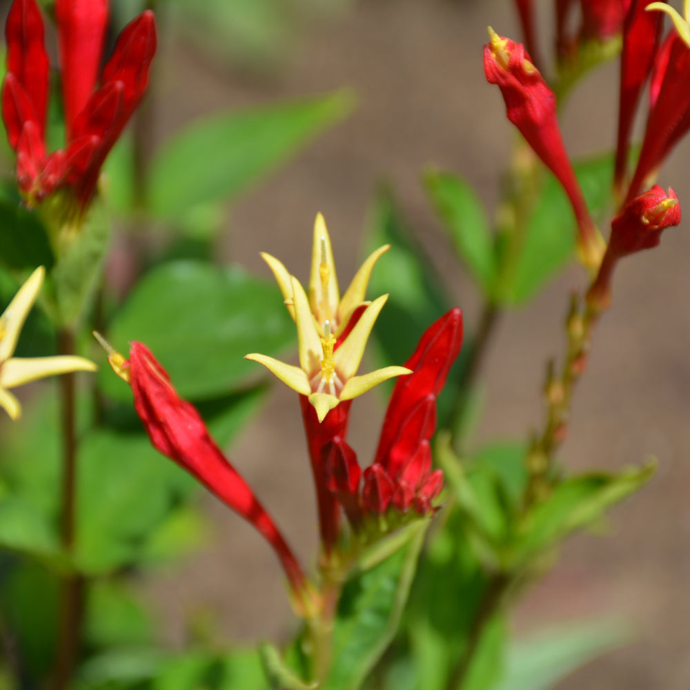 Spigelia marilandica 'Little Redhead'