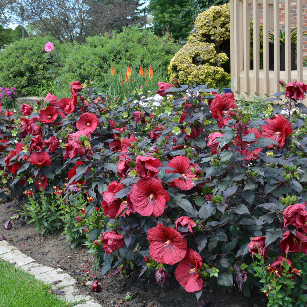 Summerific® Holy Grail Hibiscus