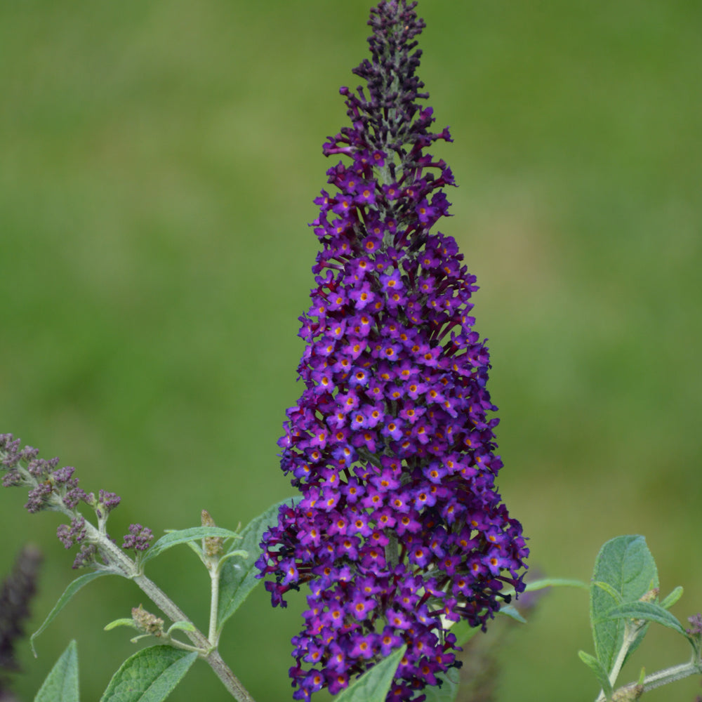 Buddleia 'Dark Dynasty'