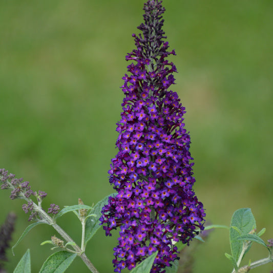 Buddleia 'Dark Dynasty'