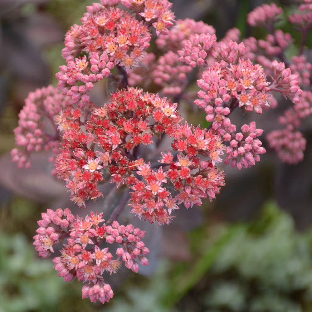 Night Embers Stonecrop