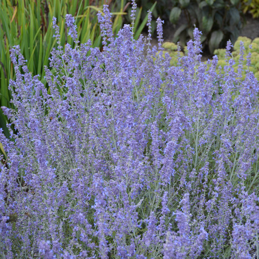 Perovskia atriplicifolia 'Blue Jean Baby'