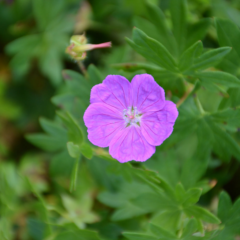 New Hampshire Purple Cranesbill