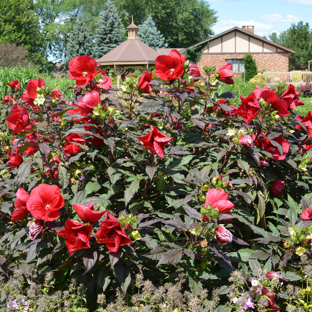 Midnight Marvel Hibiscus