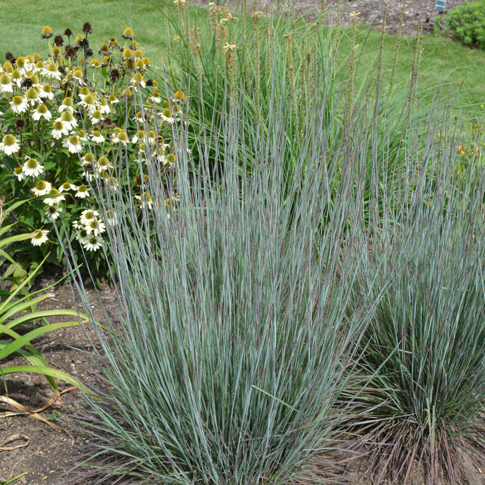 Schizachyrium scoparium 'Blue Paradise'