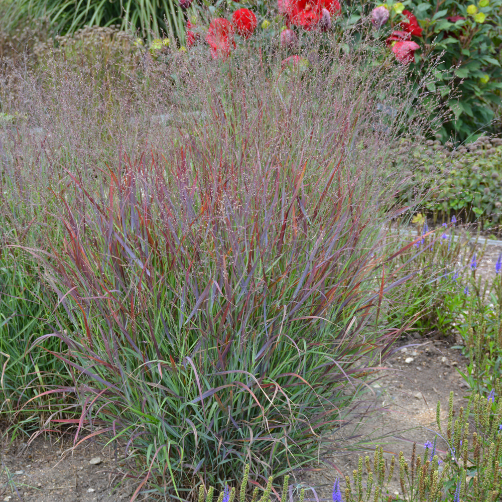 Panicum virgatum 'Cheyenne Sky'