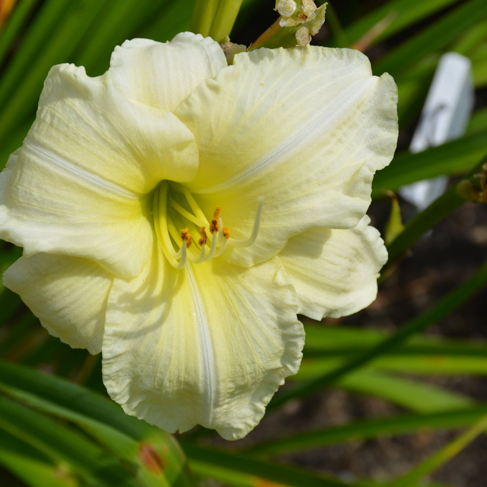 Hemerocallis 'Joan Senior'