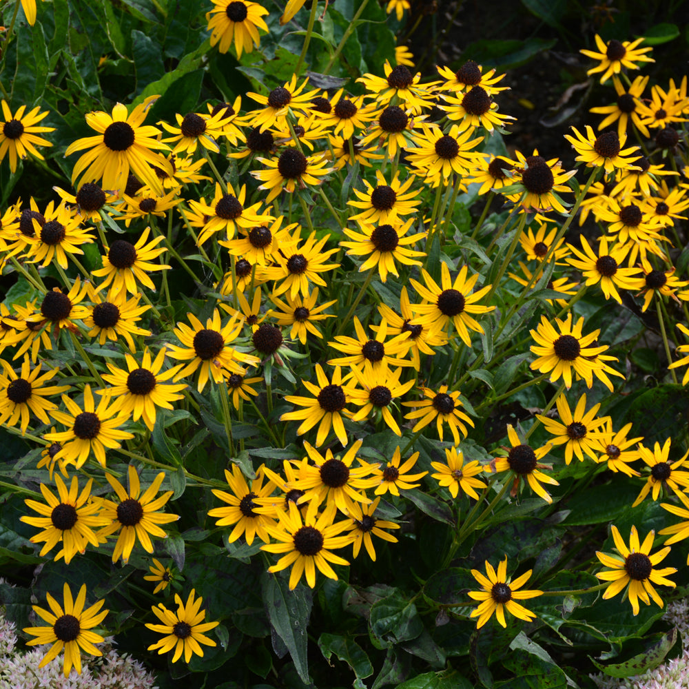 Rudbeckia fulgida 'Little Goldstar'