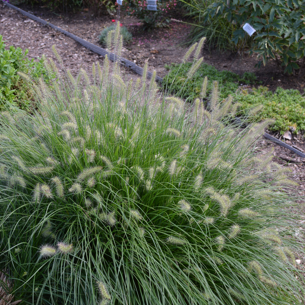 Pennisetum alopecuroides 'Little Bunny'