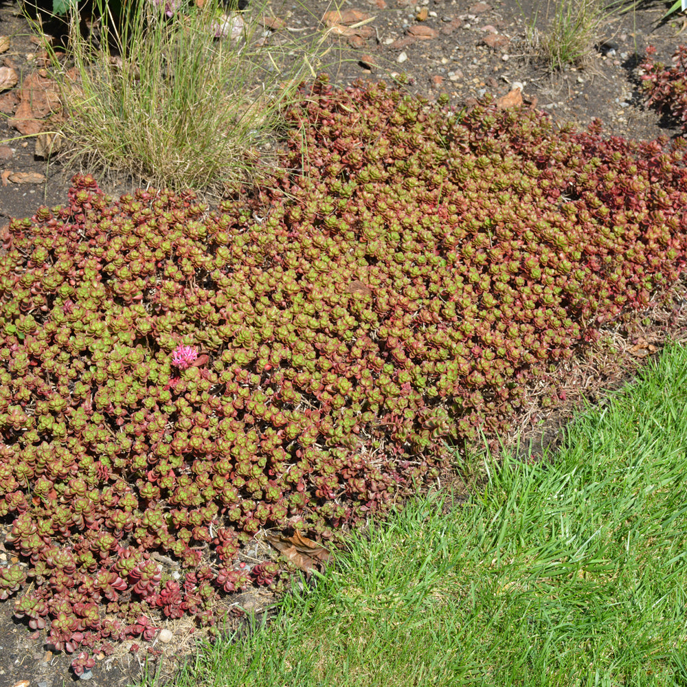 Fulda Glow Stonecrop