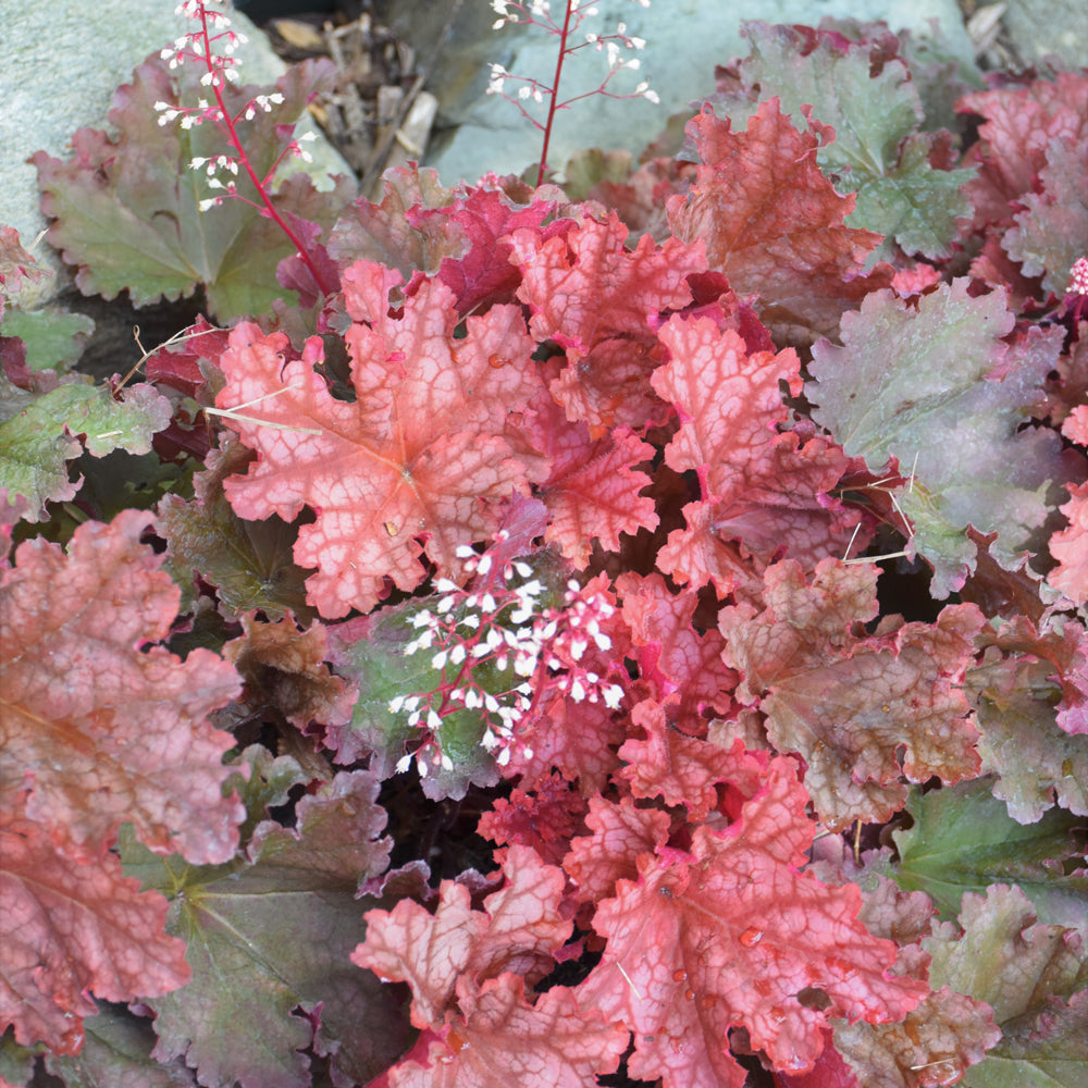 Peachberry Ice Coral Bells