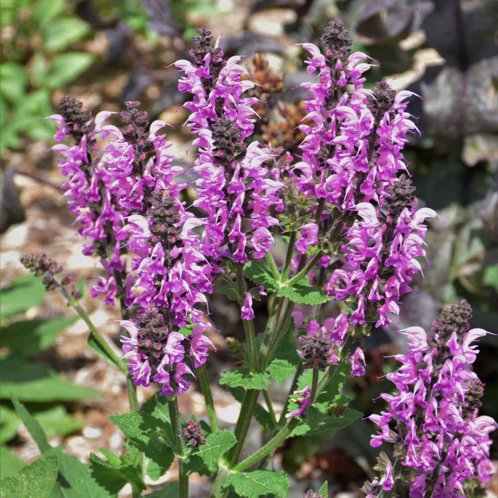 Salvia 'Back to the Fuchsia'