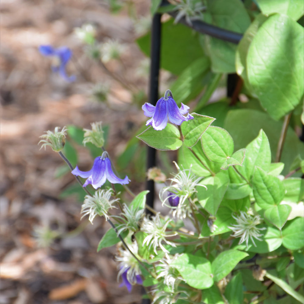 Stand By Me Bush Clematis