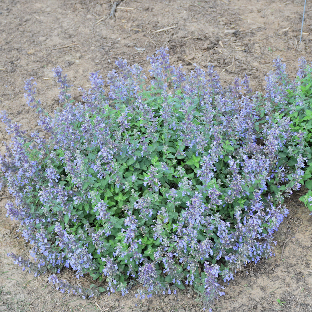 Nepeta 'Picture Purrfect'