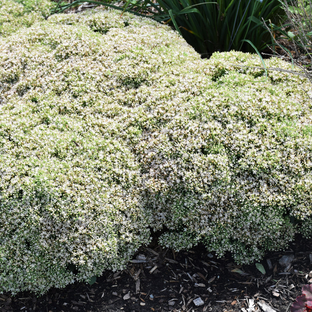 Sedum 'Bundle Of Joy'