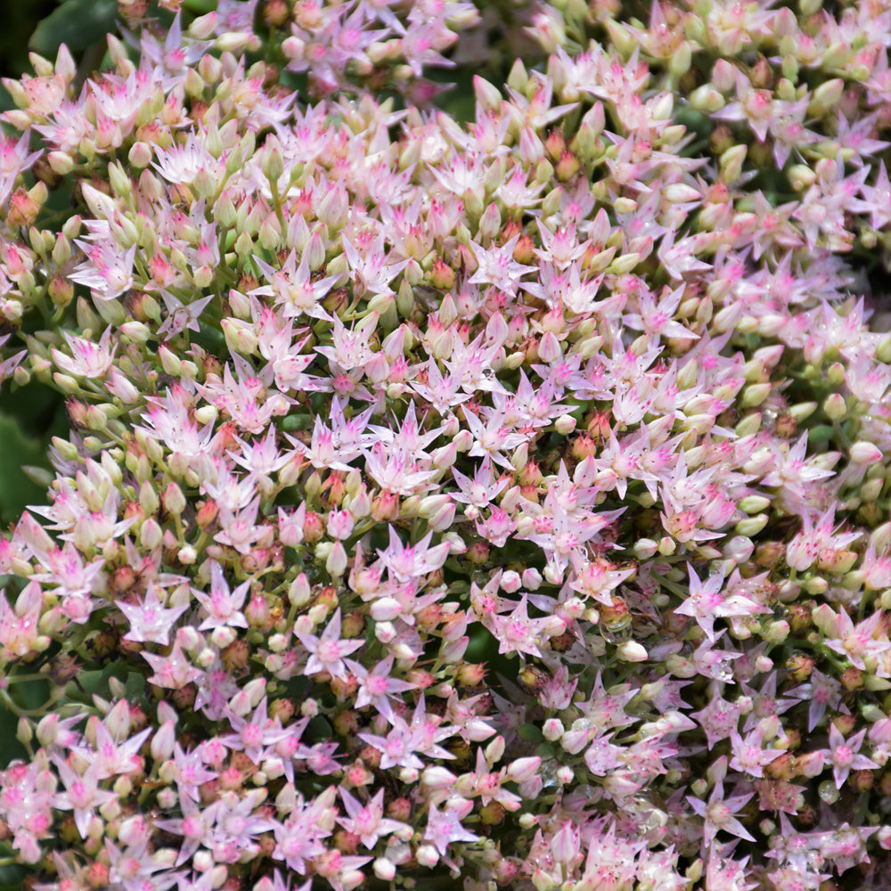 Rock 'N Round™ Pure Joy Stonecrop