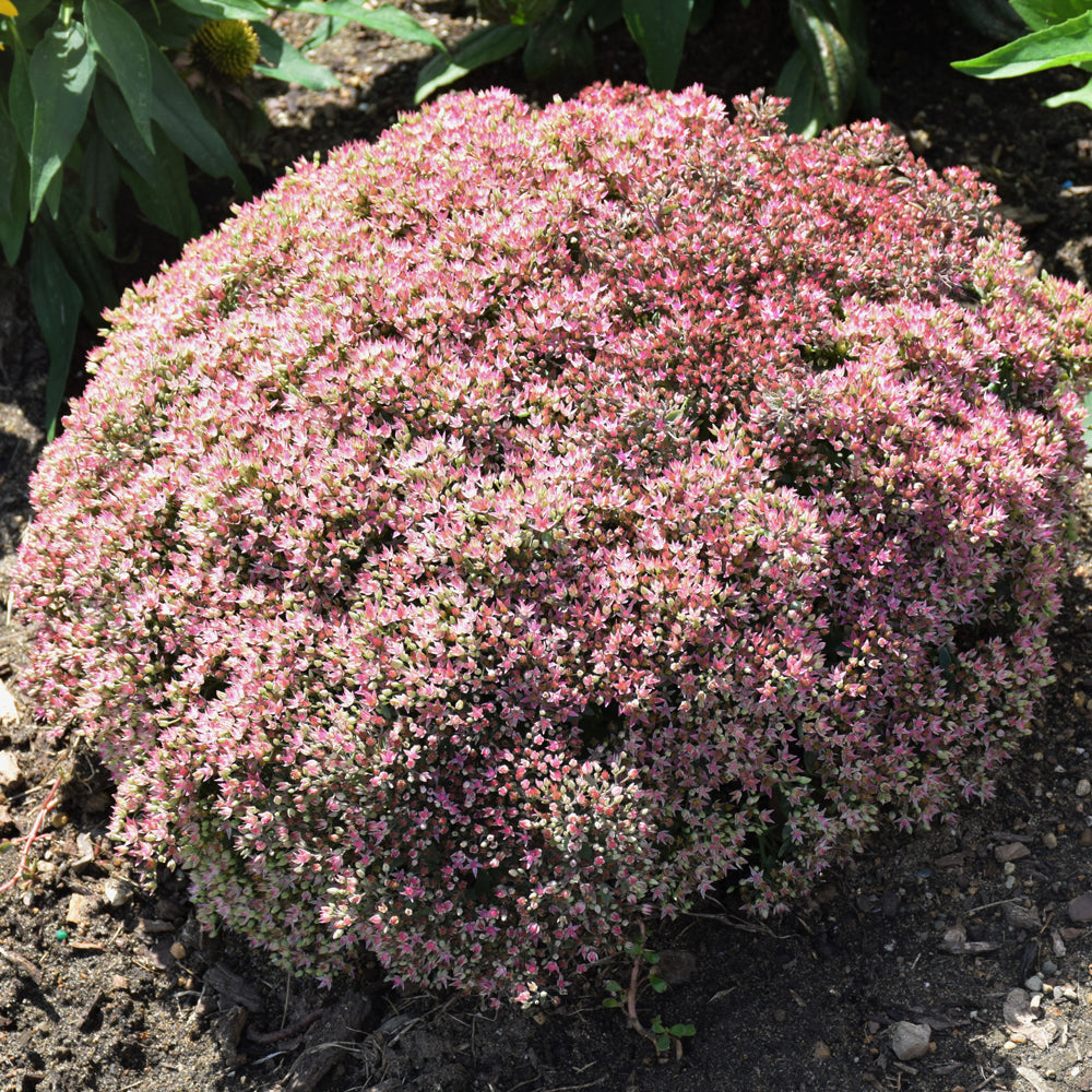 Rock 'N Round™ Pride and Joy Stonecrop