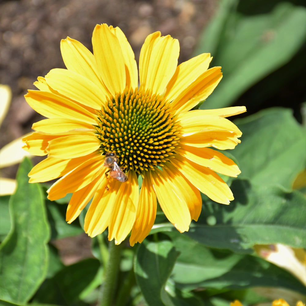 Echinacea 'Yellow My Darling'