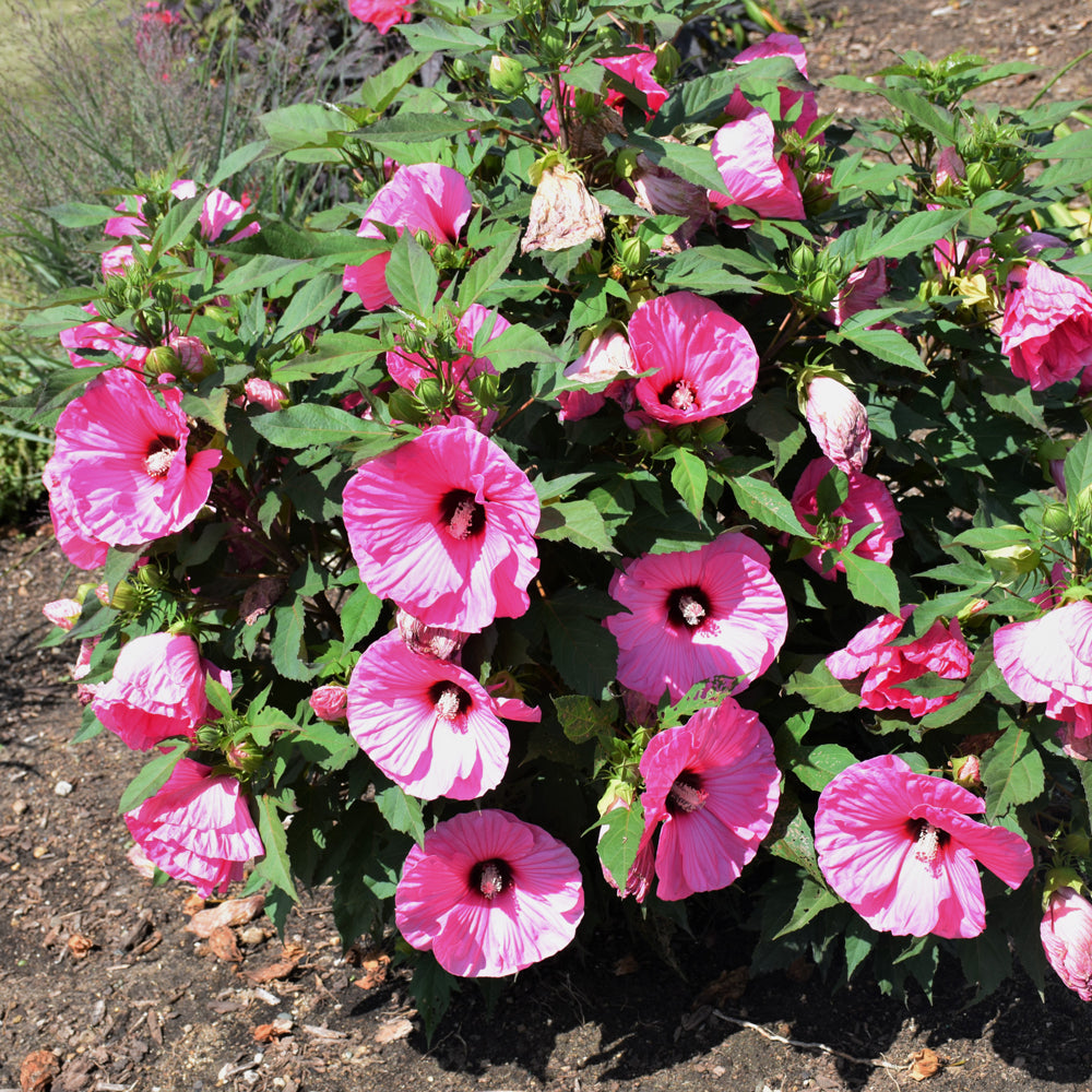 Summerific® Candy Crush Hibiscus