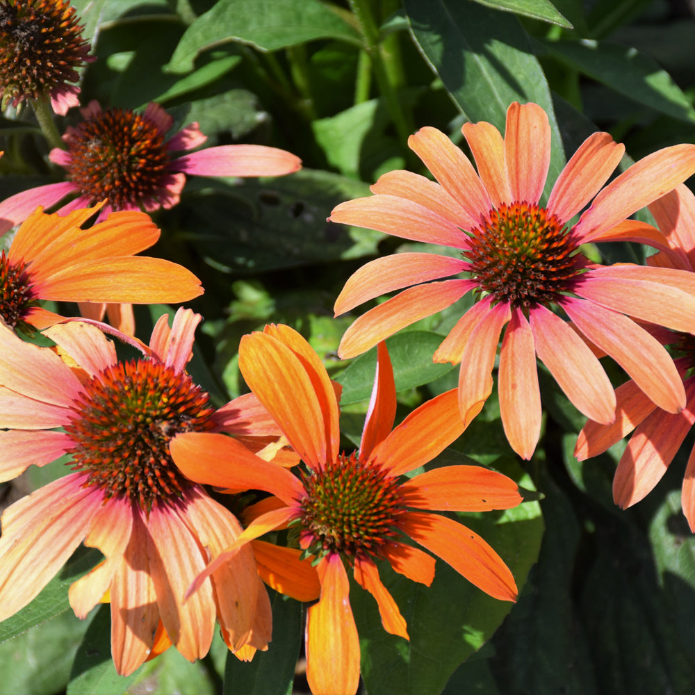 Color Coded™ Orange You Awesome Coneflower