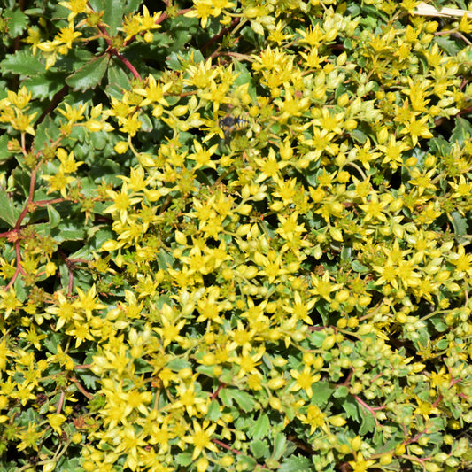 Sedum 'Yellow Brick Road'