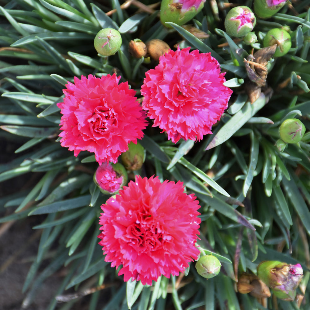 Fruit Punch® Cranberry Cocktail Pinks