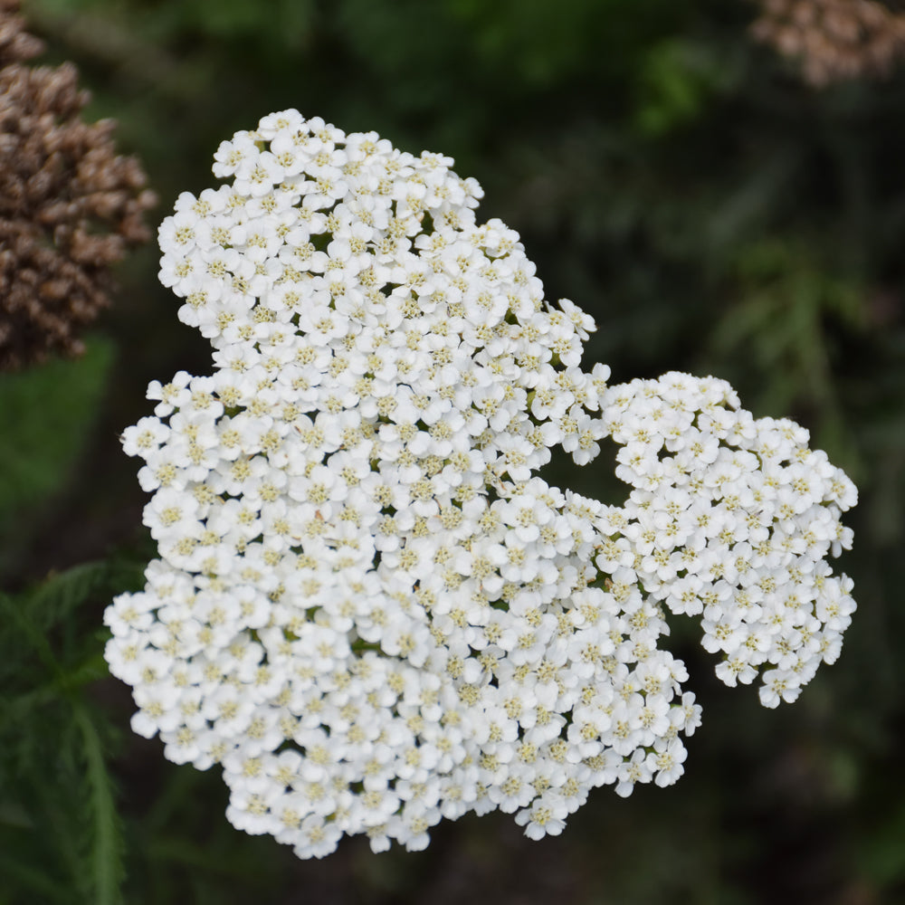 Achillea 'Firefly Diamond'