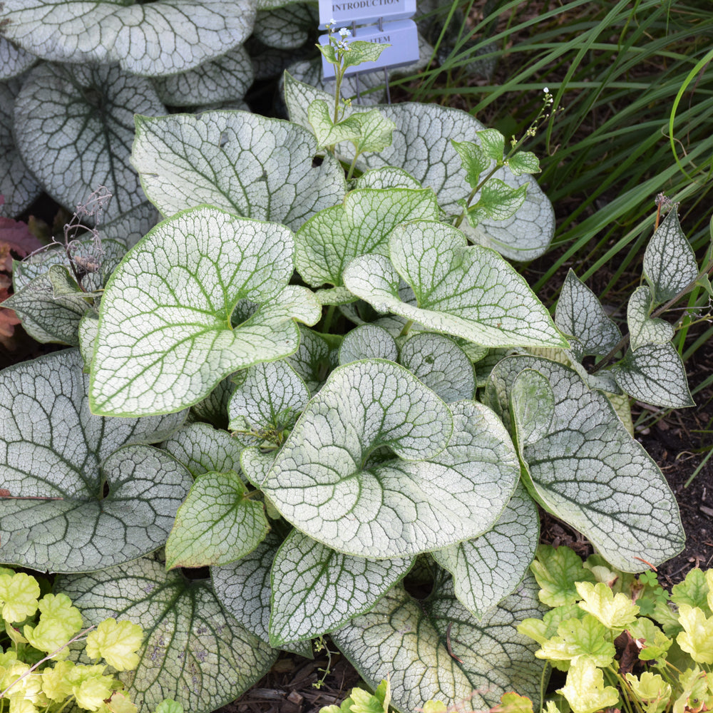 Brunnera macrophylla 'Queen of Hearts'