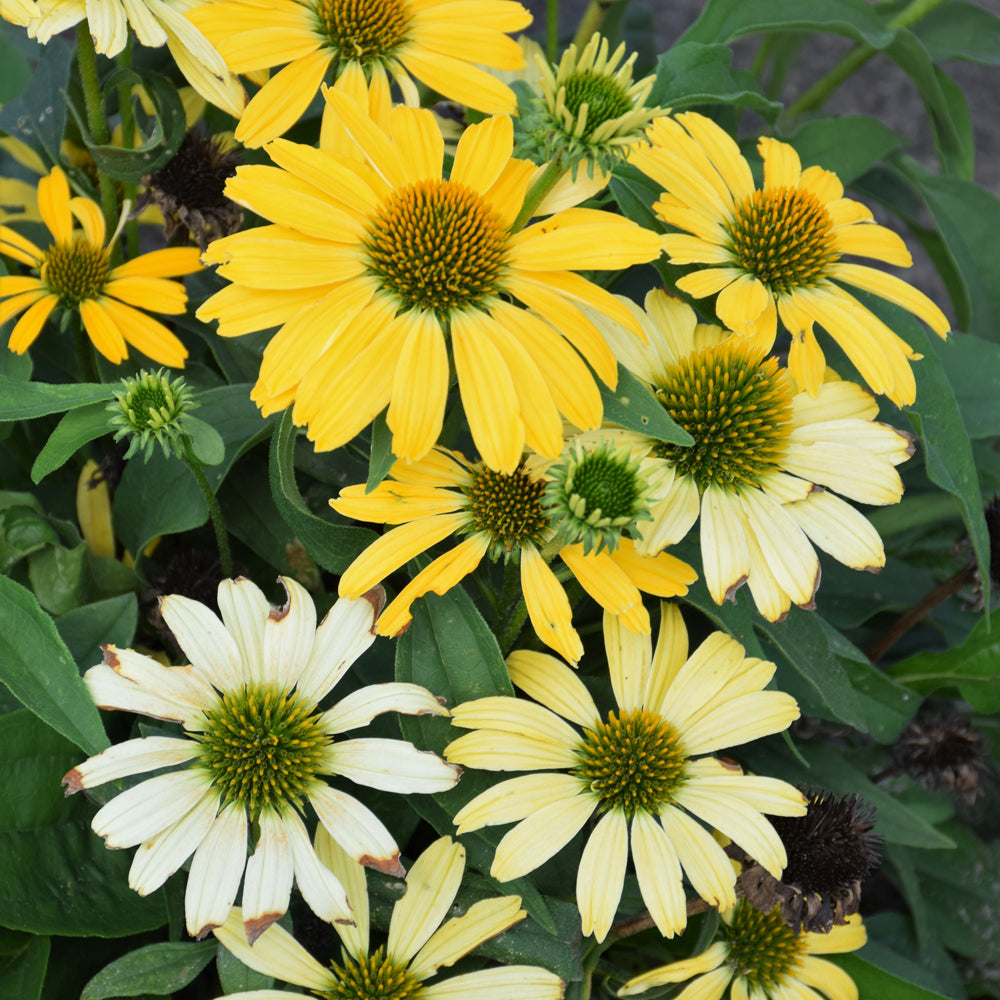 Color Coded™ Yellow My Darling Coneflower