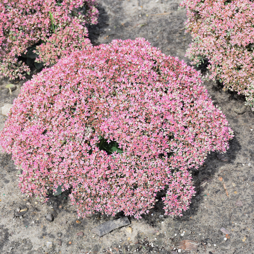 Rock 'N Round™ Pride and Joy Stonecrop