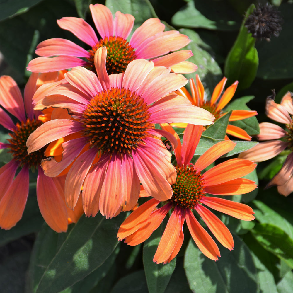 Echinacea 'Orange You Awesome'