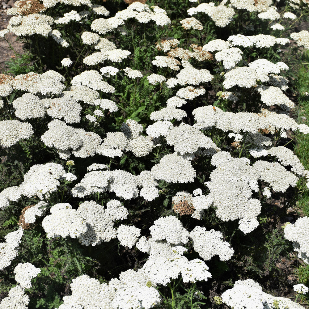 Firefly Diamond Yarrow