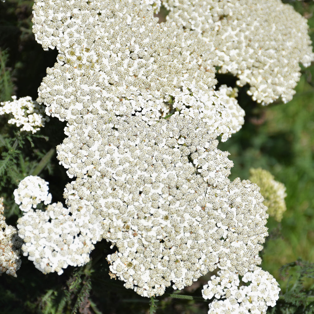 Achillea 'Firefly Diamond'