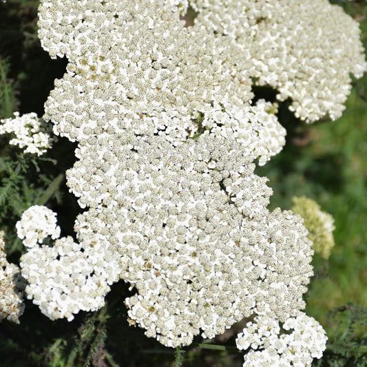 Achillea 'Firefly Diamond'