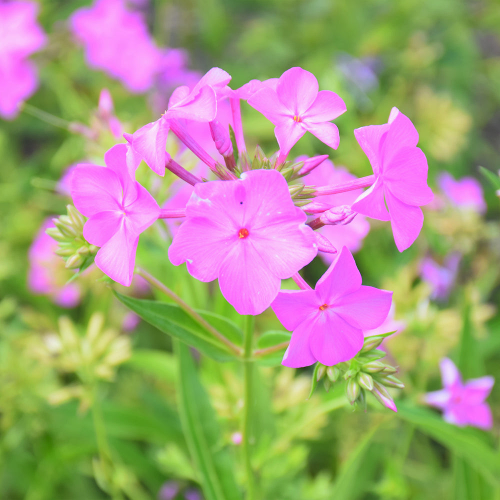 Phlox 'Opening Act Ultra Pink'