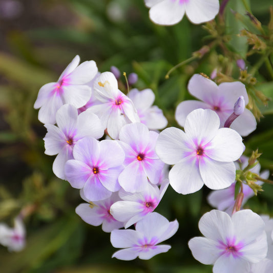 Phlox 'Opening Act Pink-A-Dot'