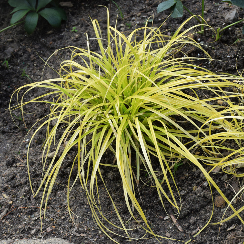 EverColor® Everillo Japanese Sedge