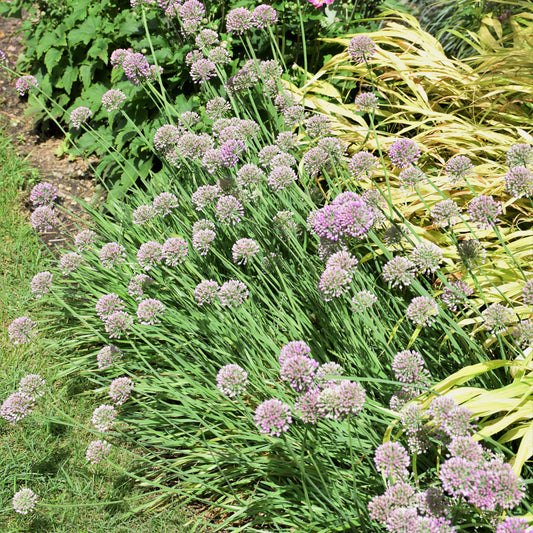 Allium 'Medusa'