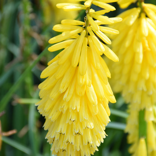 Kniphofia 'Solar Flare'